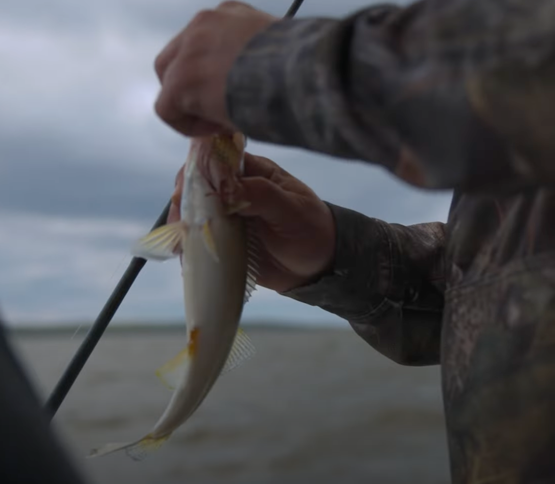 Angler holding a large walleye after a Minnesota Tournament Trail event.